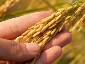 How Yield Farming Works and Why It's Gaining Popularity