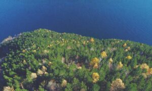 how to cure cotaldihydo disease