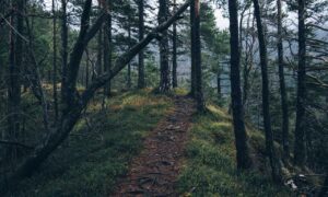 how to download widdeadvi in pc windows 7