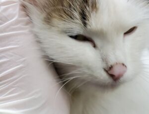 items in honzava5 game