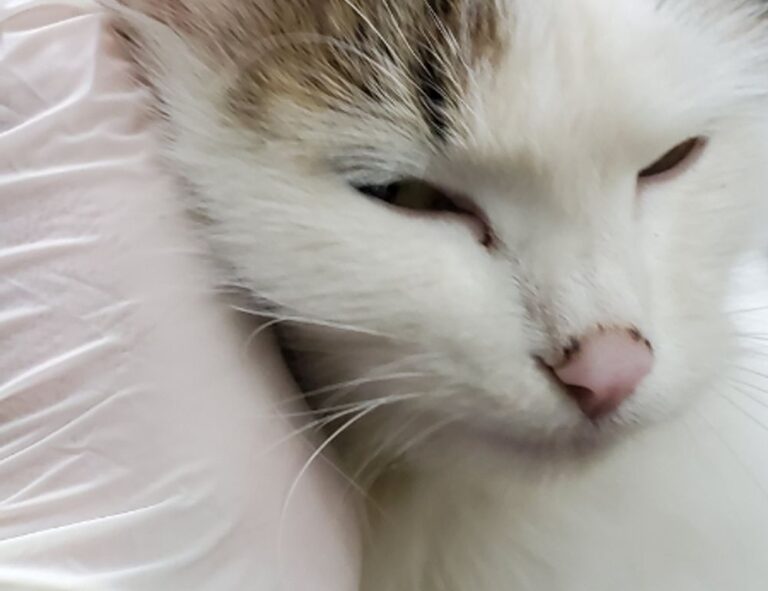 items in honzava5 game