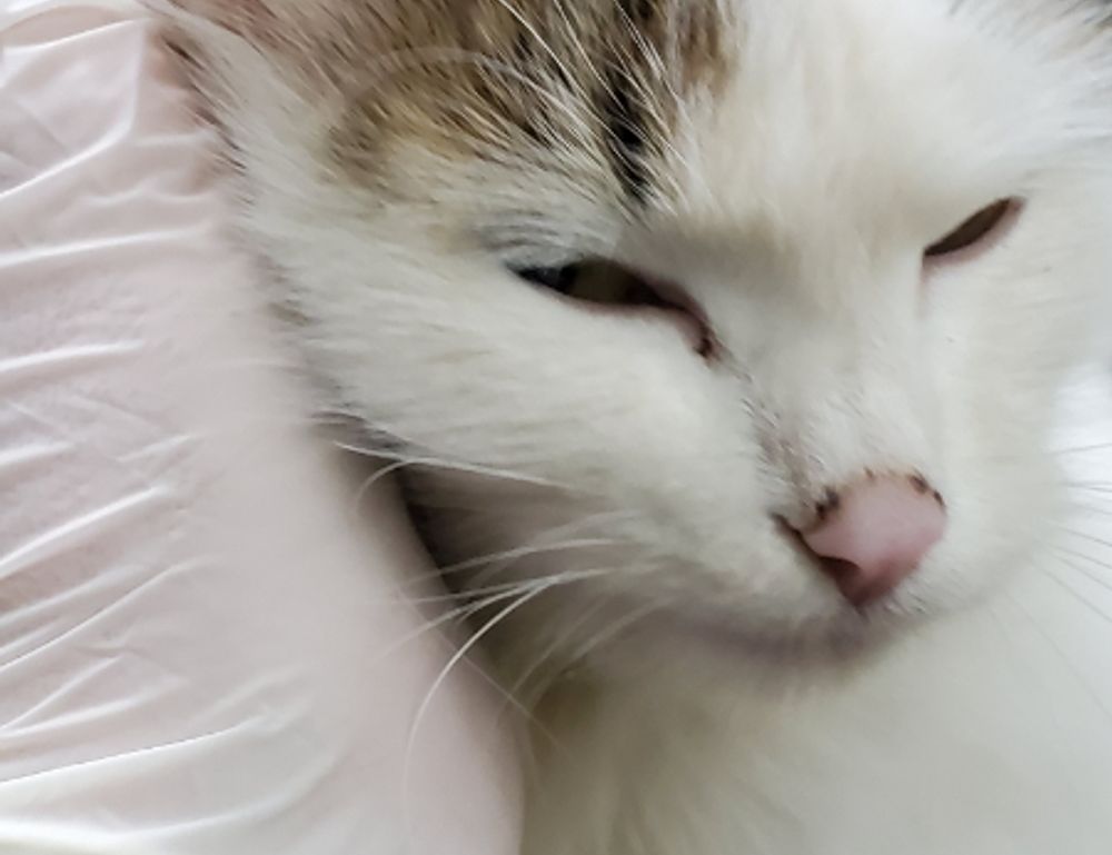 items in honzava5 game