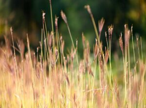 200 pesos mexicanos a pesos chilenos