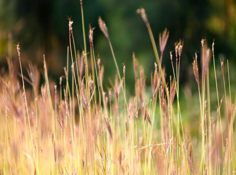 200 pesos mexicanos a pesos chilenos
