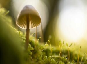 rm 1000 berapa rupiah