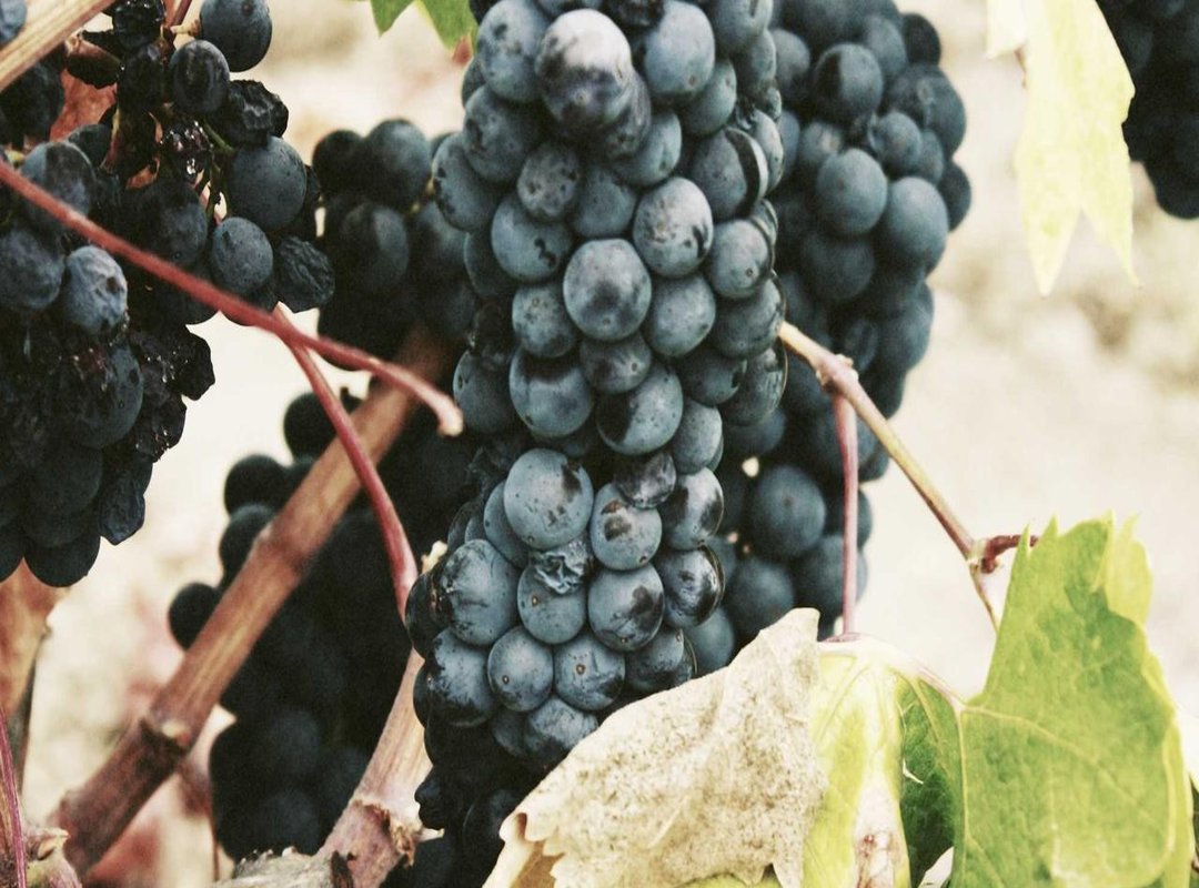 Step 2: From Screenshot to Digital Canvas